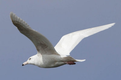Glaucous Gull