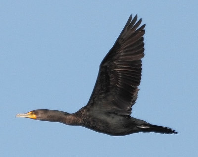 Double-crested Cormorant
