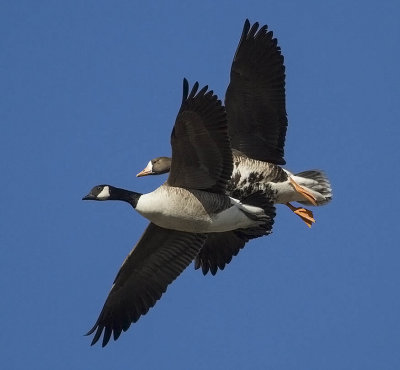 Cackling Goose