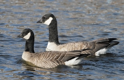 Cackling Goose