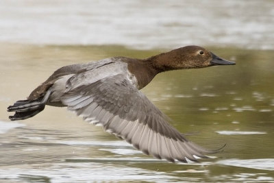 Canvasback