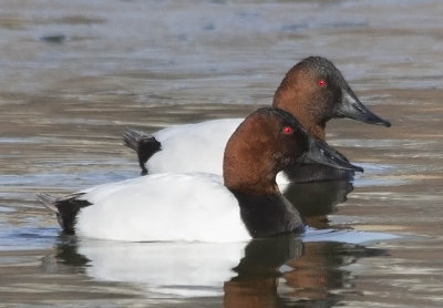 Canvasback
