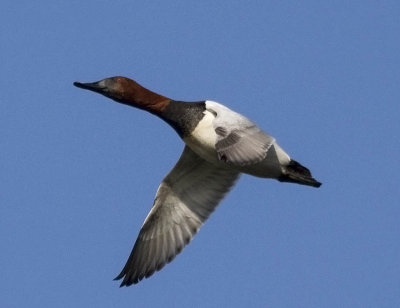 Canvasback