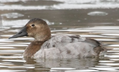 Canvasback