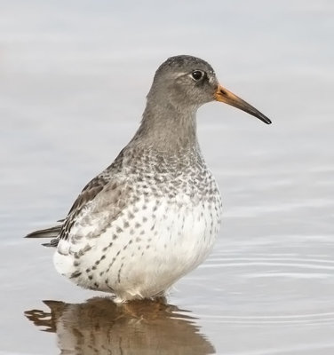 Purple Sandpiper