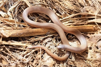 Flat-headed Snake