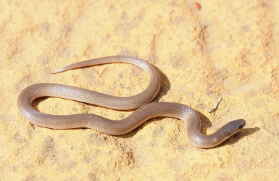 Flat-headed Snake