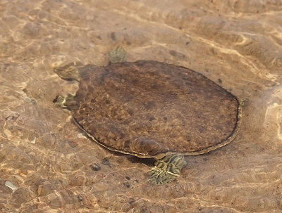Spiny Softshell