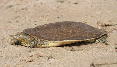 Spiny Softshell
