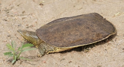 Spiny Softshell