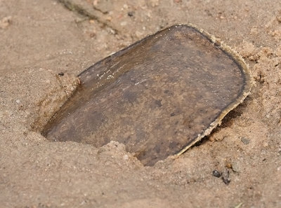 Spiny Softshell
