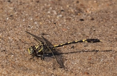 Common Sanddragon