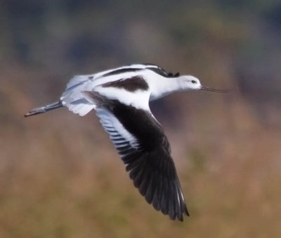 American Avocet