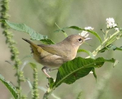 Common Yellowrthroat