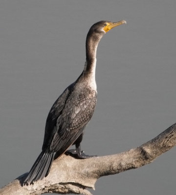 Double-crested Cormorant