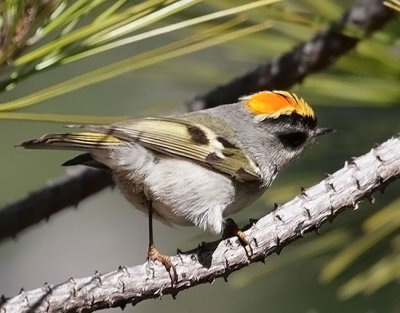 Golden-crowned Kinglet