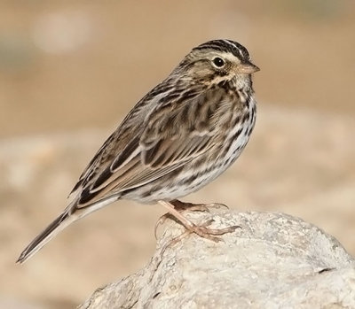 Savannah Sparrow