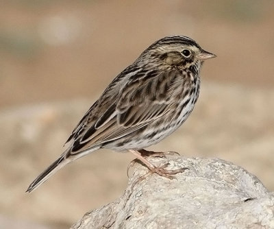 Savannah Sparrow