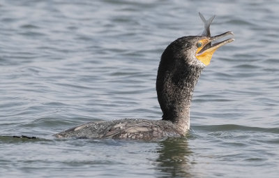 Double-crested Cormorant
