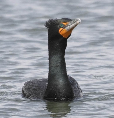 Double-crested Cormorant