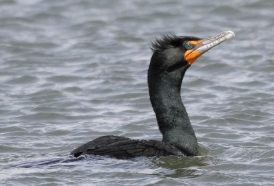 Double-crested Cormorant