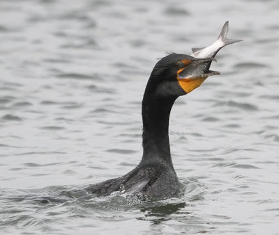 Double-crested Cormorant