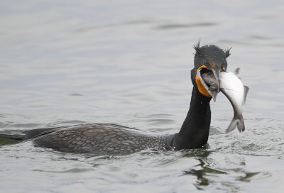 Double-crested Cormorant