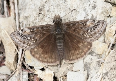 Juvenal's Duskywing