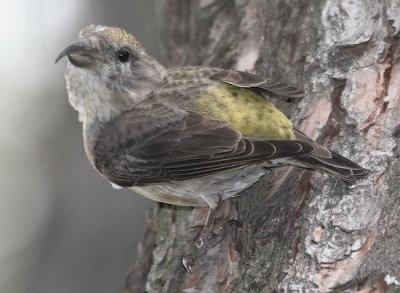 Red Crossbill Type 2
