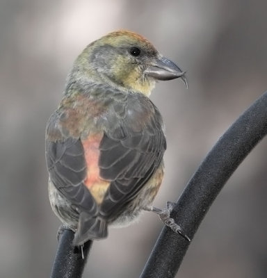 Red Crossbill Type 2