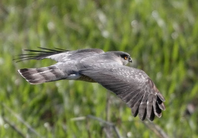 Sharp-shinned Hawk