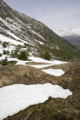 Exit Glacier