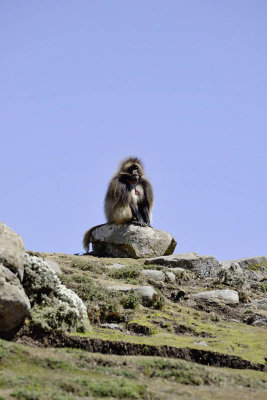 From Kombolcha to Addis Ababa, Gelada Baboon