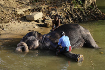 Elephant bath