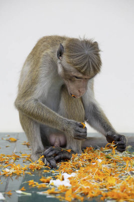 Dambulla, lunch time at Golden Temple