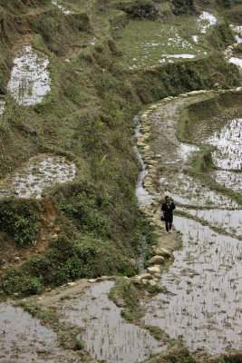 Rice fields around Sapa