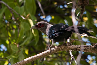 Green-billed Malkoha