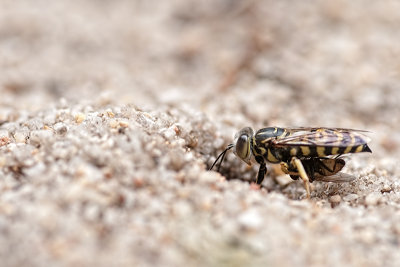 Digger wasp with prey