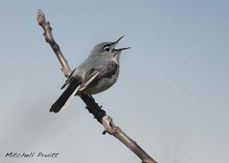 Blue-gray Gnatcatcher