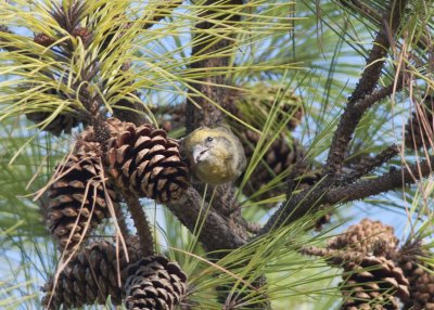 Red Crossbill