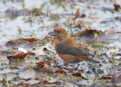 Red Crossbill