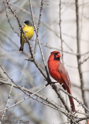 Lesser Goldfinch 