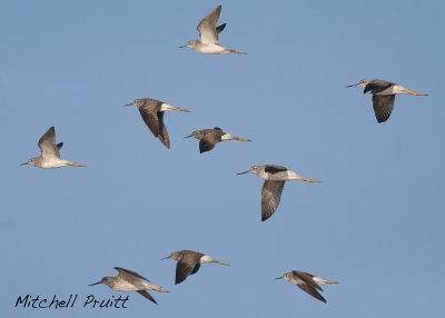 Greater and Lesser Yellowlegs