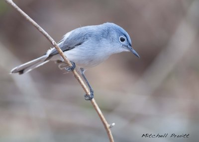 Blue-gray Gnatcatcher