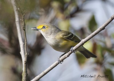 White-eyed Vireo