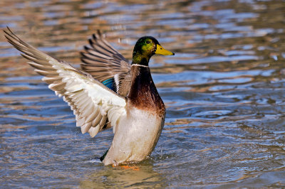 colvert .jpg