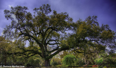 Oaks at Rosedown