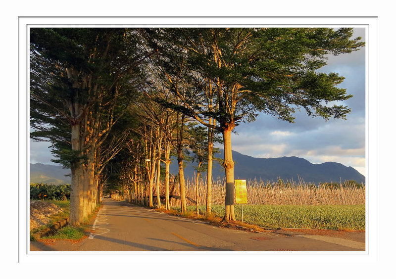 Luye Taitung 3 台東縣鹿野