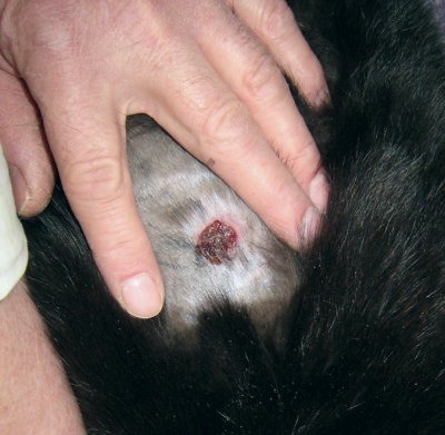 Cat bite wound abscess on cat 