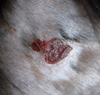 Cat bite wound at 4 days after start on treatment 